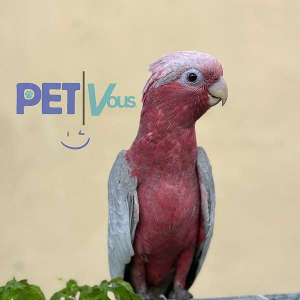 grey-rose-macaw-for-sale