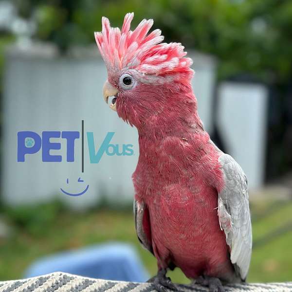 grey-rose-parrot-for-sale