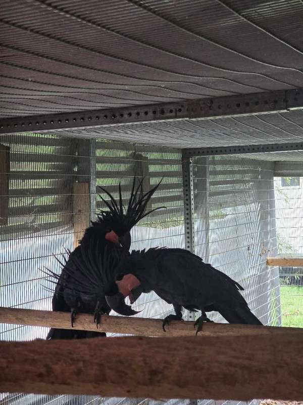 young-black-palm-cockatoo-for-sale
