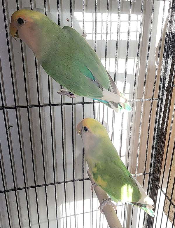 peach-faced-lovebird-for-sale-in-houston-mo