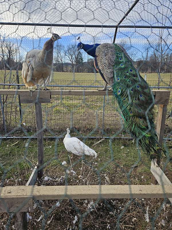 peacock-for-sale-in-greeneville-tn