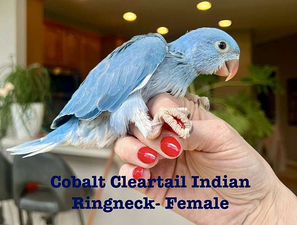 cobalt-bird-for-sale-in-gainesville-va