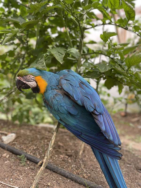 cute-exotic-bird-for-sale-in-colorado