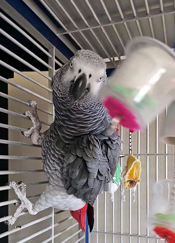 pet-tame-bird-for-sale-in-west-palm-beach-fl