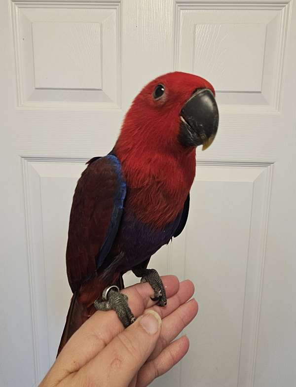 grand-eclectus-parrots-for-sale-in-southern-in