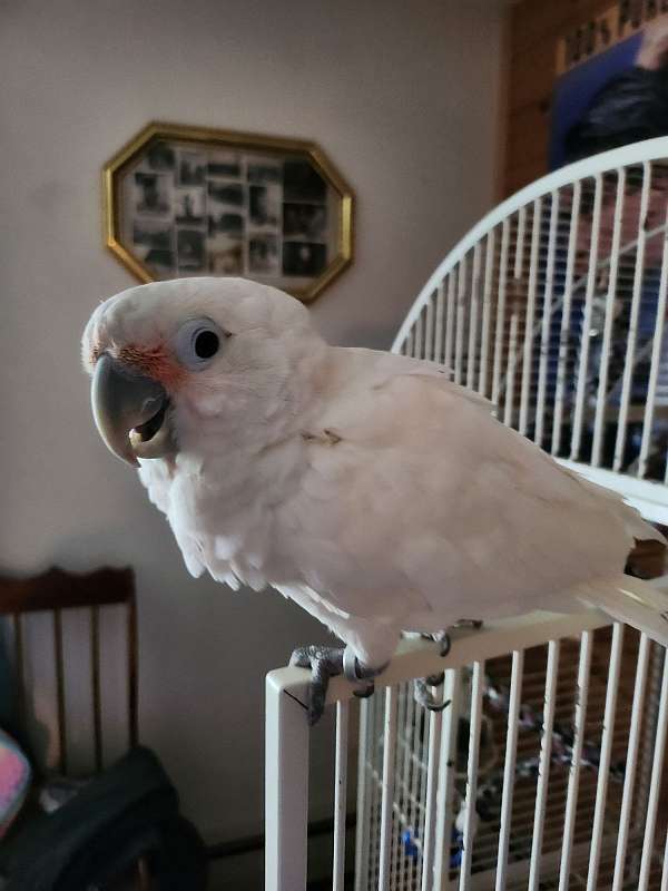 goffin-cockatoo-for-sale-in-hanover-pa