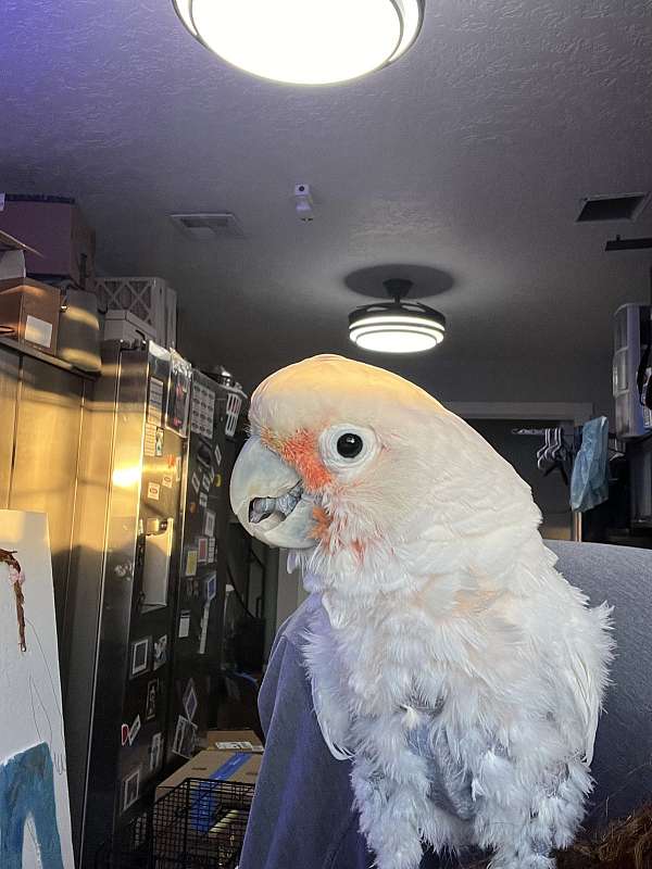 goffin-cockatoo-for-sale-in-nampa-id