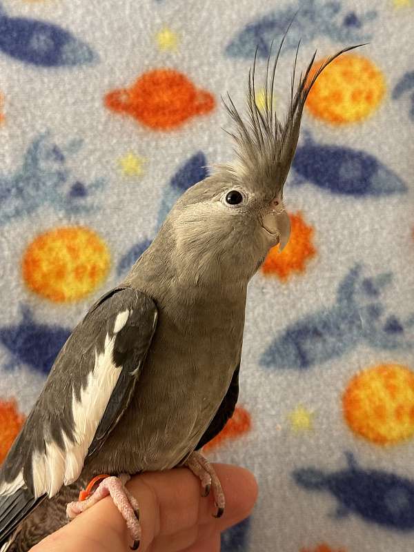 grey-white-bird-for-sale-in-irving-tx
