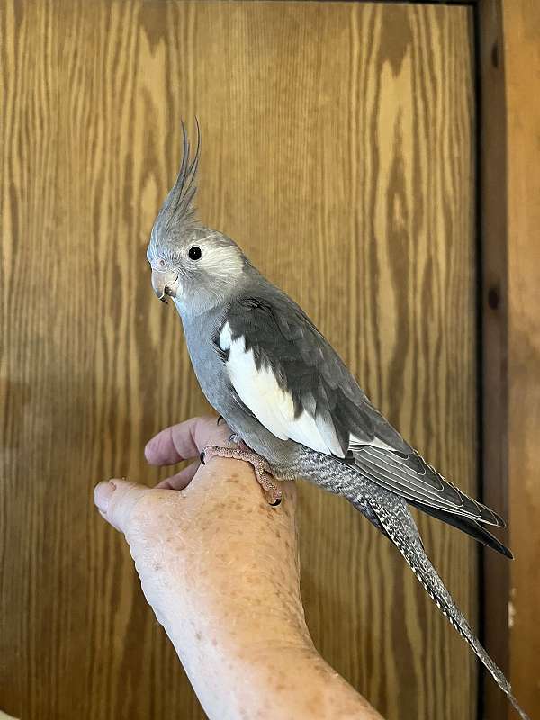 cockatiel-for-sale