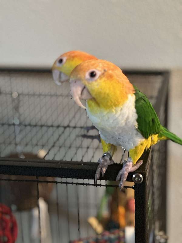 caique-for-sale-in-torrance-ca
