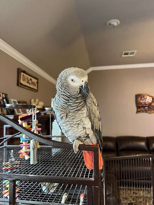 african-grey-parrot-for-sale-in-palm-coast-fl