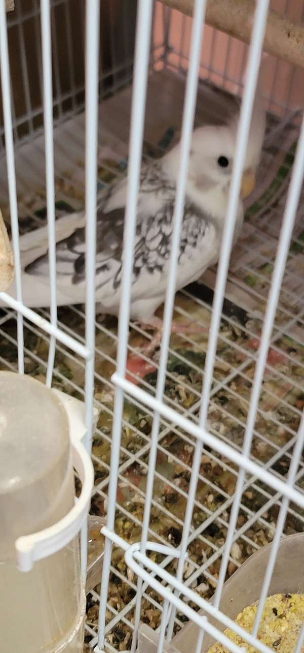 pied-white-bird-for-sale-in-riverside-ca