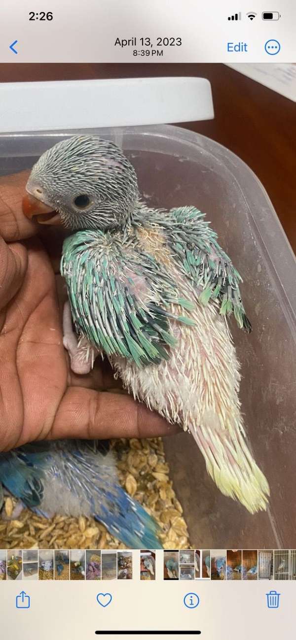 handfed-parakeet-for-sale