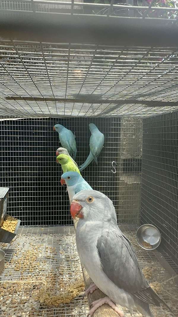 parakeet-for-sale
