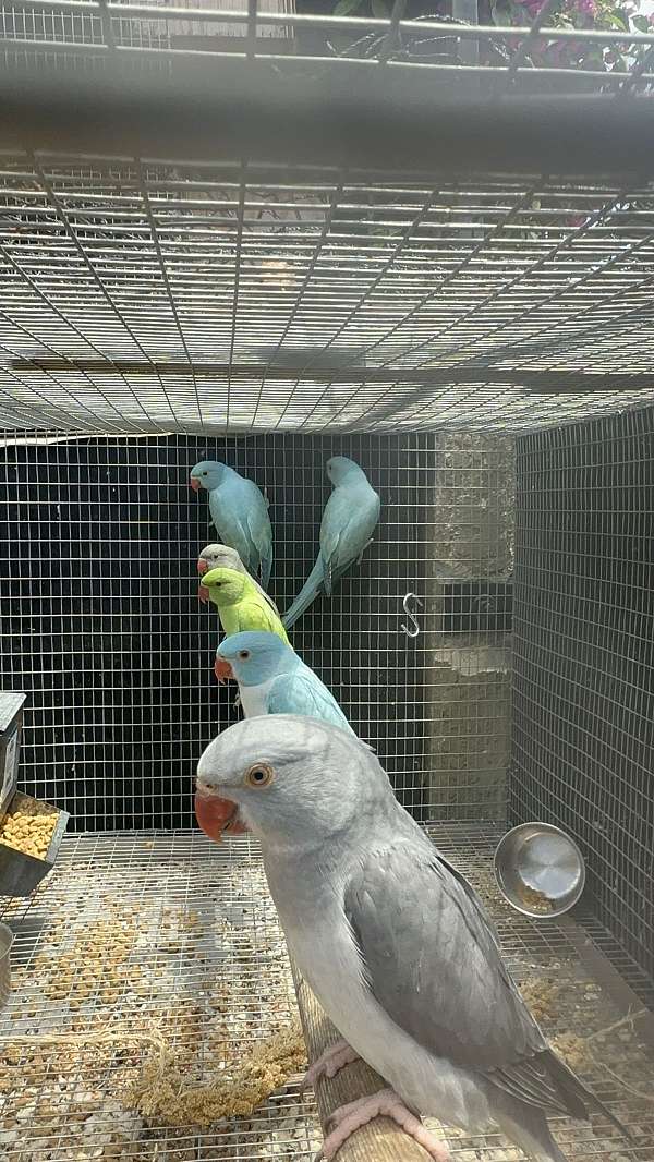 small-bird-for-sale