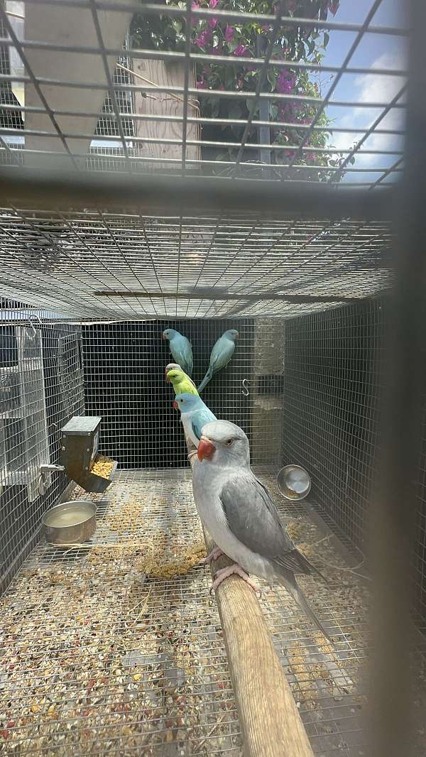 small-parakeet-for-sale