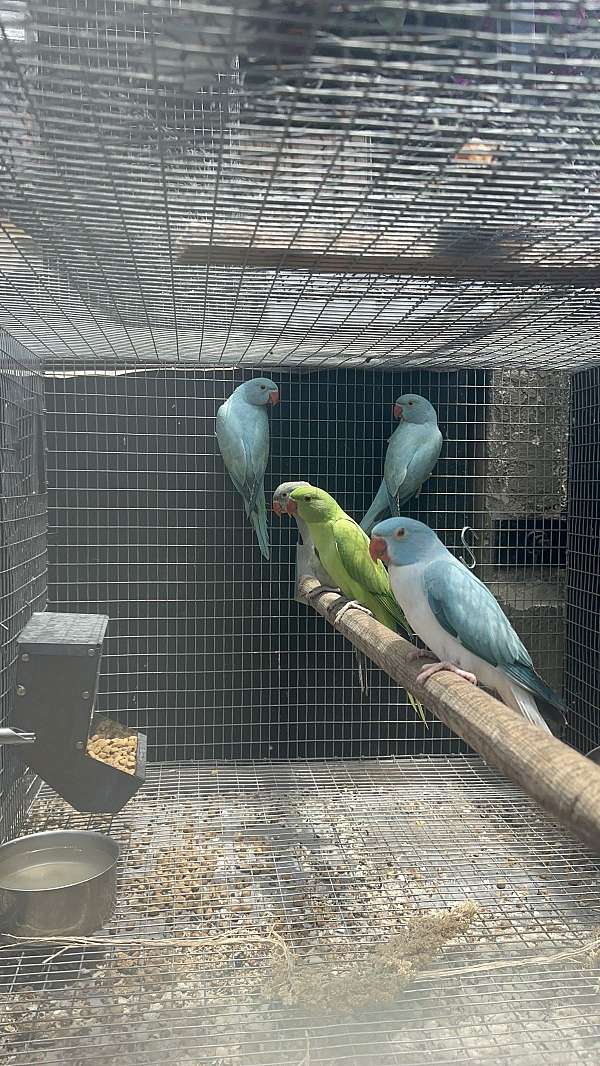 handfed-bird-for-sale