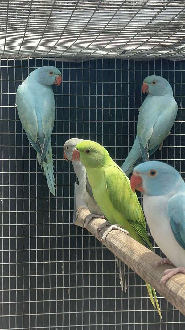 handfed-parakeet-for-sale