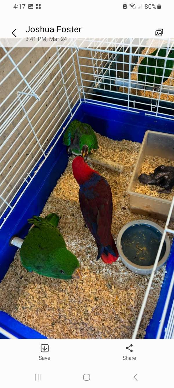 solomon-island-eclectus-parrots-for-sale-in-oxford-fl