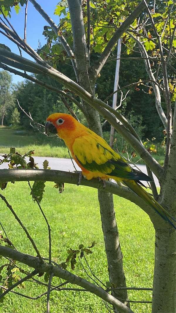 sun-conure-for-sale-in-remsen-ny