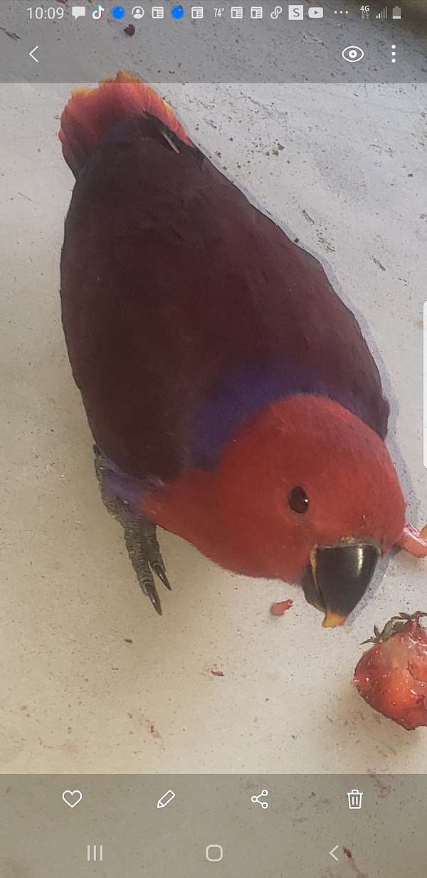 eclectus-parrots-for-sale-in-kinston-nc