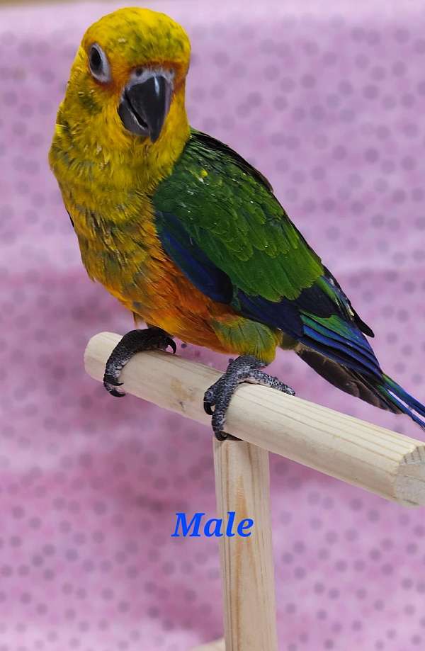 conure-jenday-conure-for-sale-in-pensacola-fl