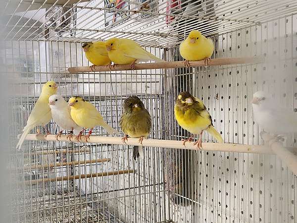 canary-for-sale