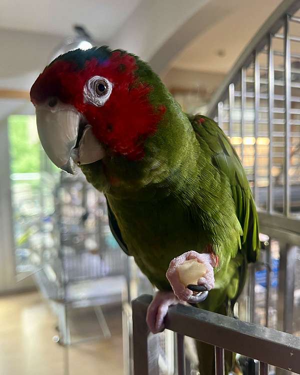 fancy-mitred-conure-for-sale