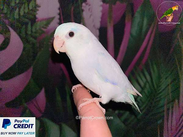 parrotlet-pacific-parrotlet-for-sale-in-los-angeles-ca