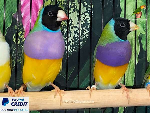 lady-gouldian-finch-for-sale-in-los-angeles-ca