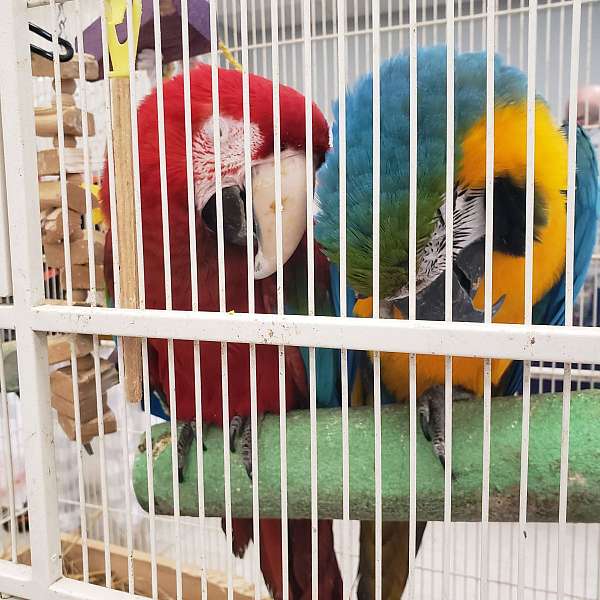 green-wing-macaw-for-sale-in-allegan-mi