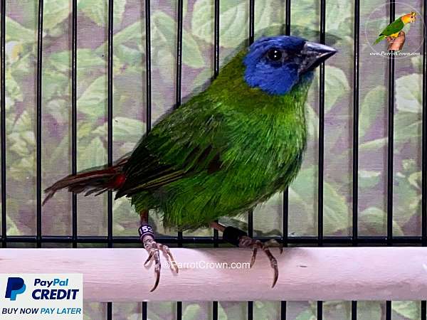 blue-finch-parrot-for-sale