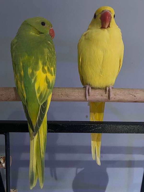 green-yellow-bird-for-sale-in-norwalk-ct