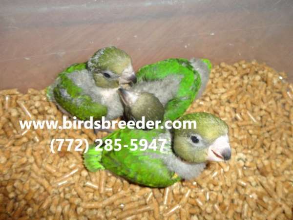 baby-brown-green-bird-for-sale