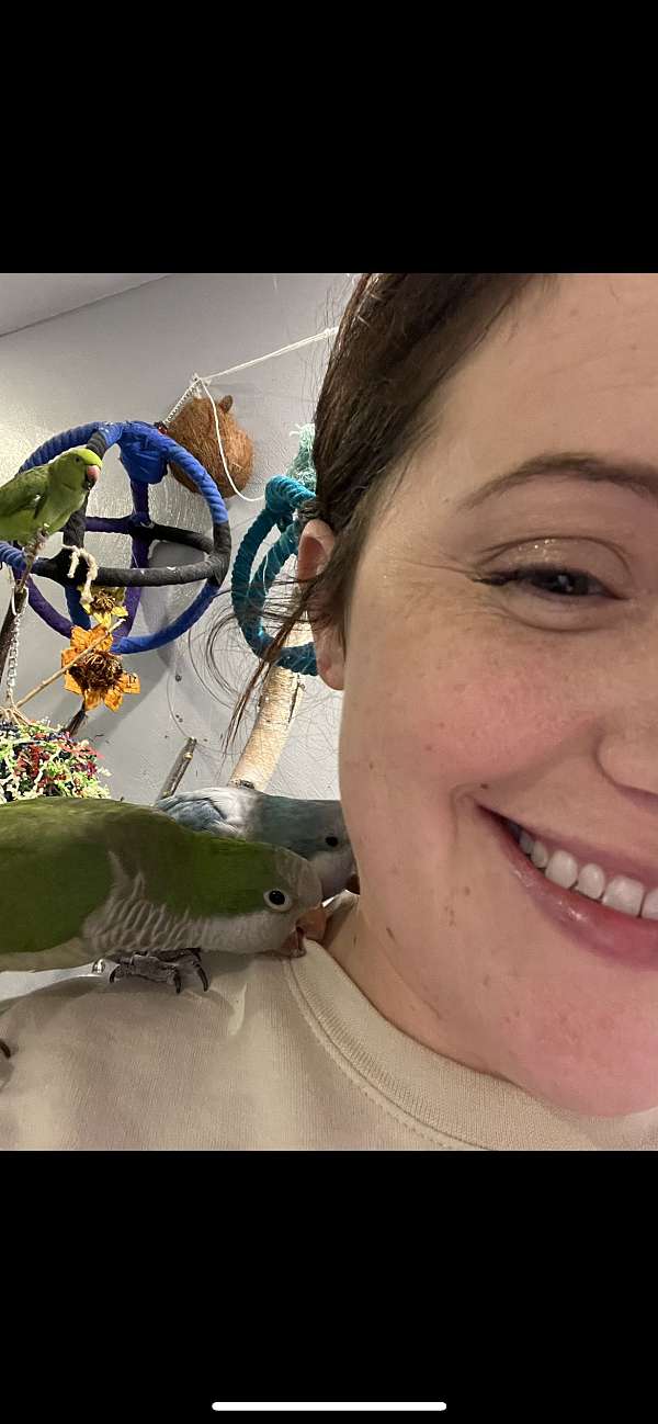 bird-parrot-adoption-in-chesapeake-va