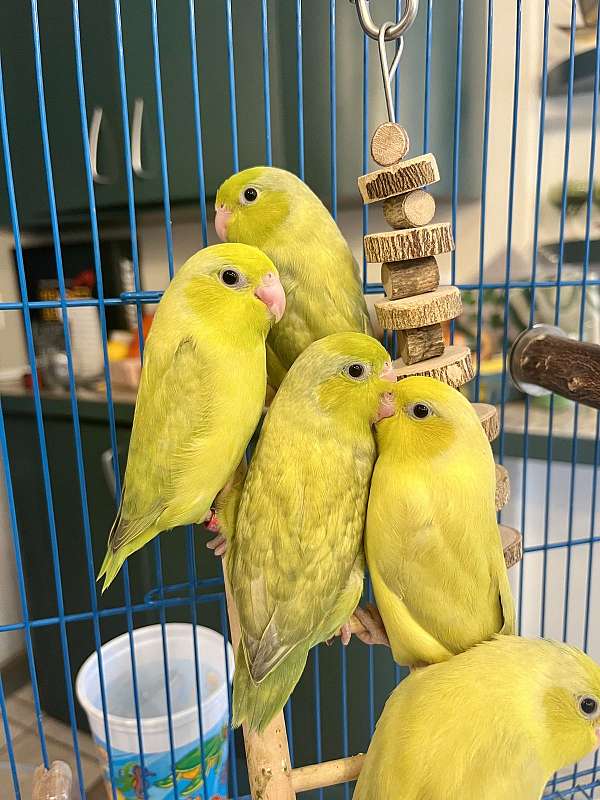 parrotlet-for-sale-in-poway-ca