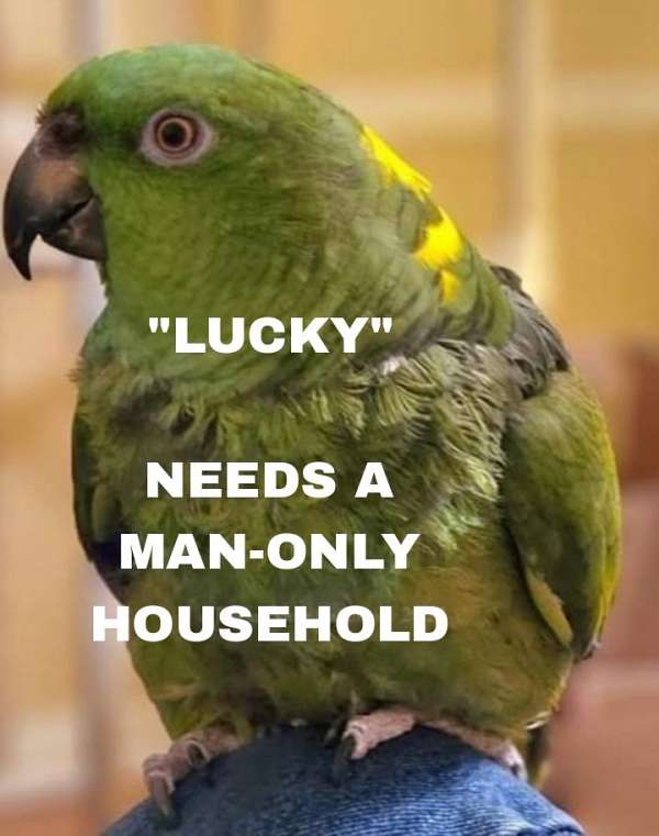yellow-naped-amazon-parrot-for-sale-in-michigan