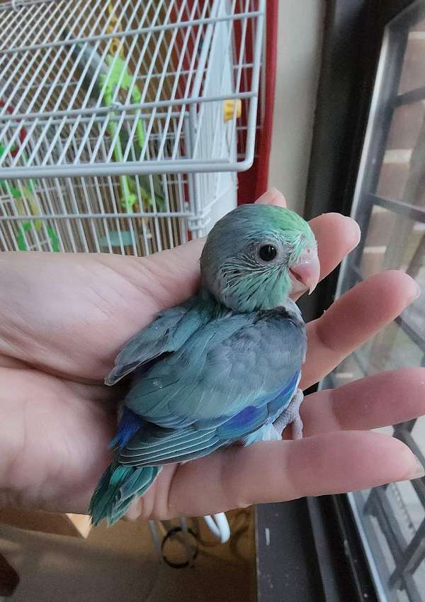 pacific-parrotlet-for-sale