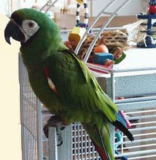macaw-for-sale-in-tiburon-ca