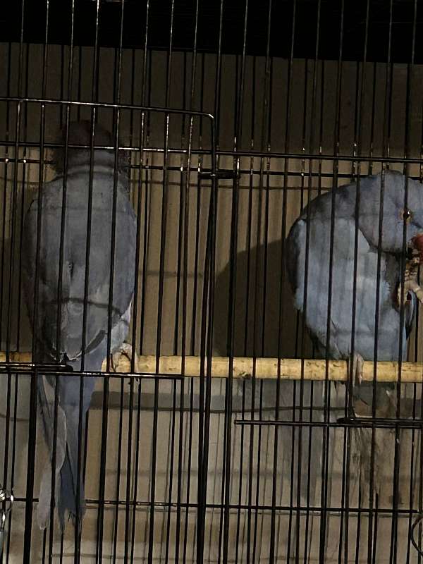 ringneck-parakeet-for-sale-in-newark-ca