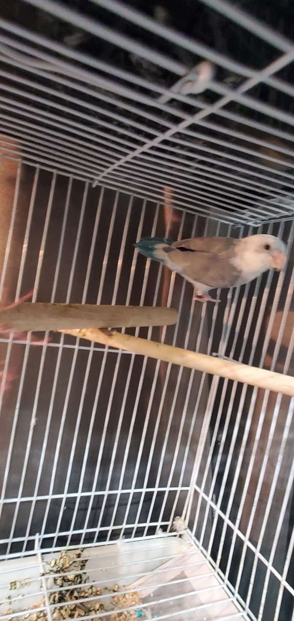parakeet-for-sale-in-greenwood-ar