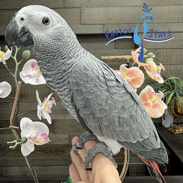 congo-african-grey-parrot-for-sale-in-arlington-heights-il