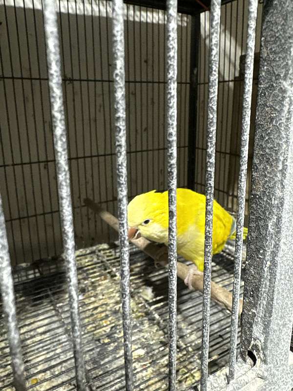 yellow-bird-for-sale-in-stafford-va
