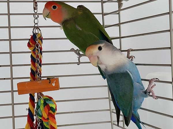 bonded-pair-bird-for-sale