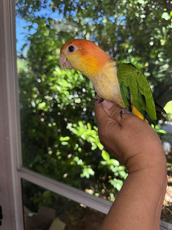 white-bellied-caique-for-sale-in-naples-fl