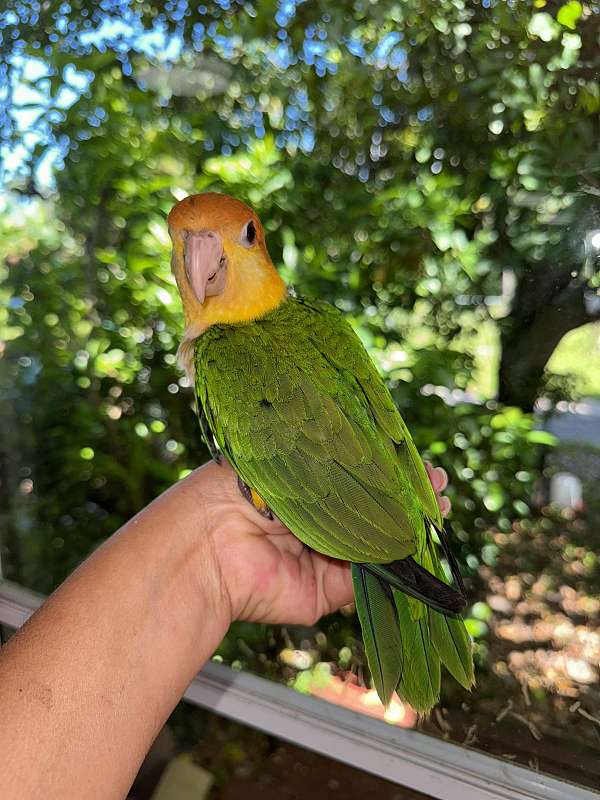 playful-bird-for-sale-in-naples-fl