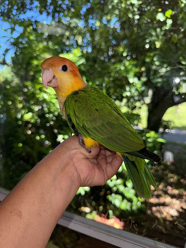 white-bellied-caique-for-sale