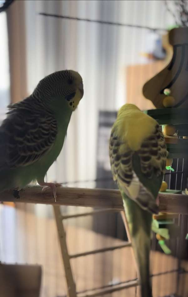 budgerigar-parakeet-for-sale-in-moorhead-mn