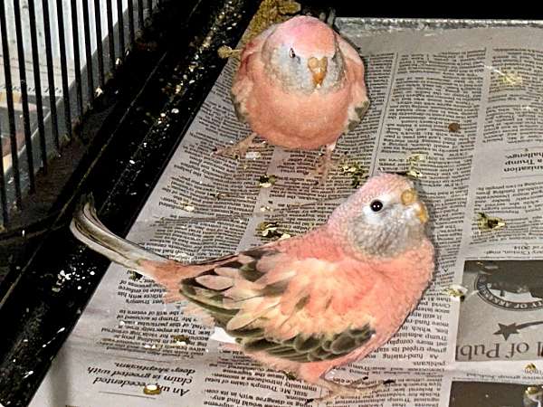 grass-parakeet-for-sale