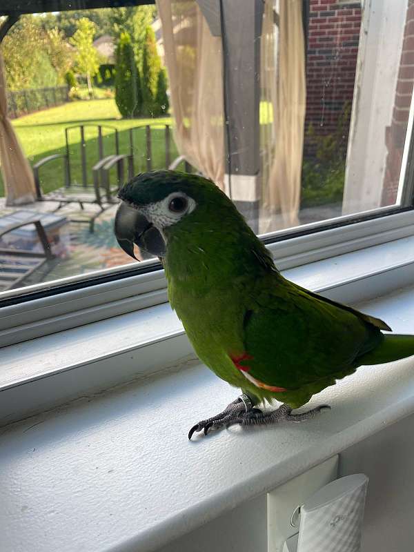 hahns-macaw-for-sale-in-macomb-mi
